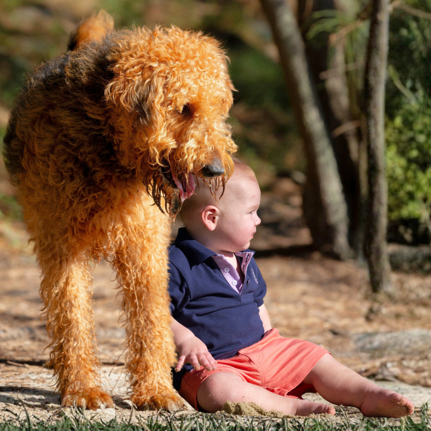 Freddie the Airedale